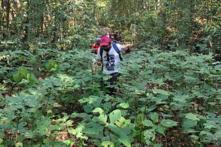 Narasimhaparvatha Rain forest trek, Kudlu teertha and Agumbe exploration